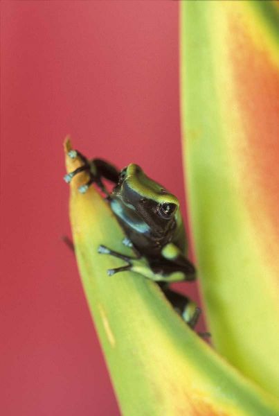 Costa Rica, Frog, Osa Peninsula
